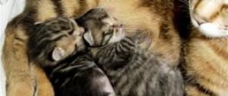 К чему снится котенок серый — толкование сна по сонникам